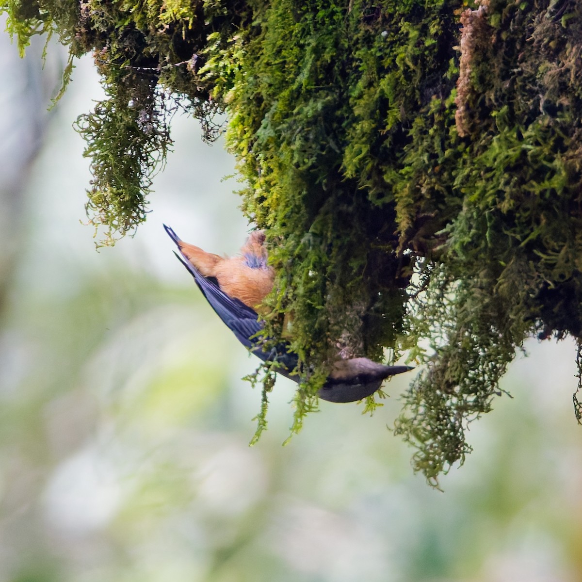 White-tailed Nuthatch - ML637933473