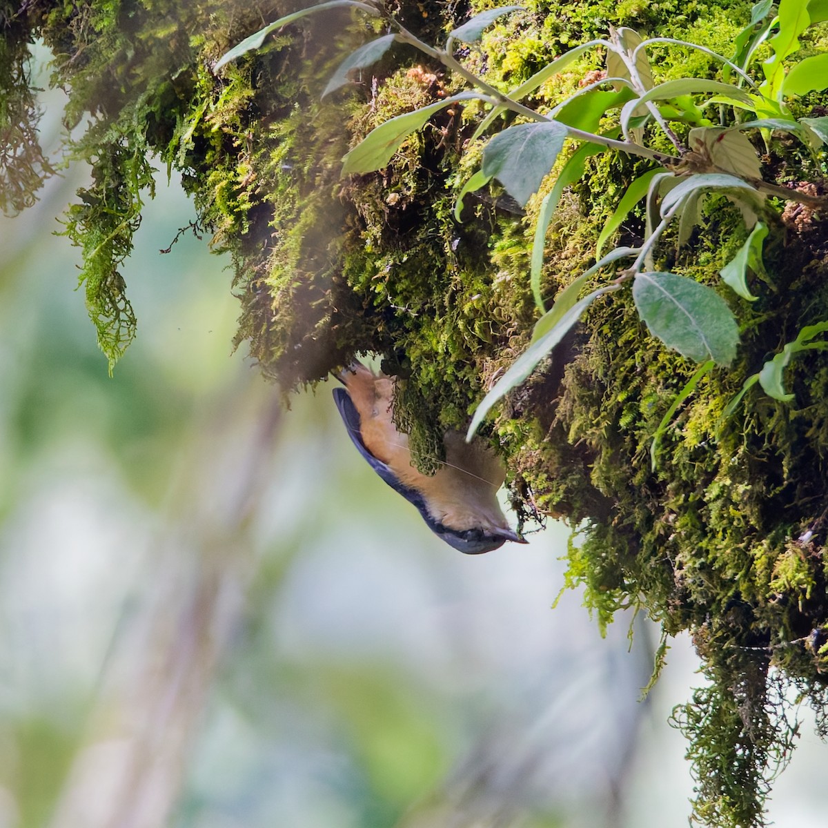 White-tailed Nuthatch - ML637933474