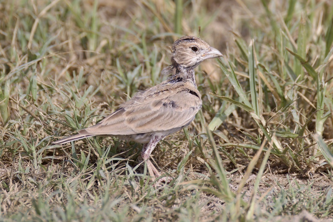 Black-crowned Sparrow-Lark - ML637933490