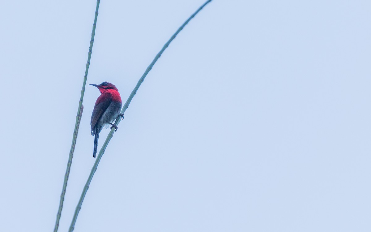 Crimson Sunbird - ML637933495