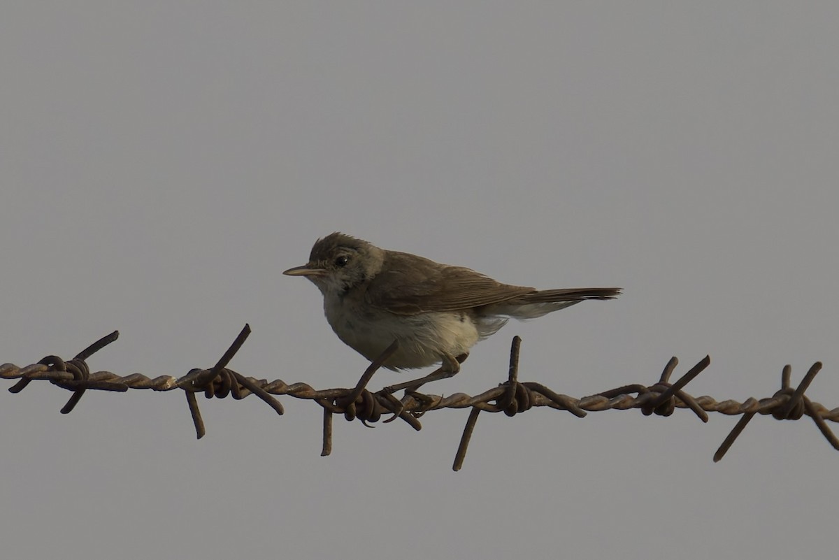 Clamorous Reed Warbler - ML637933504