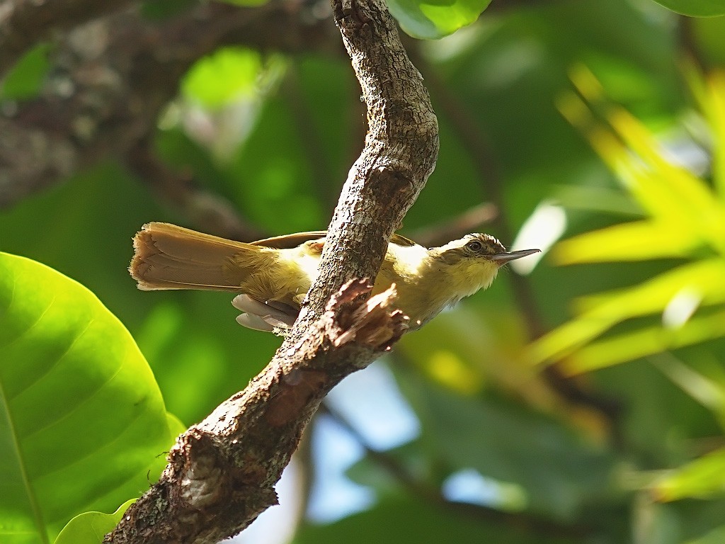 Long-billed Bernieria - ML637933512