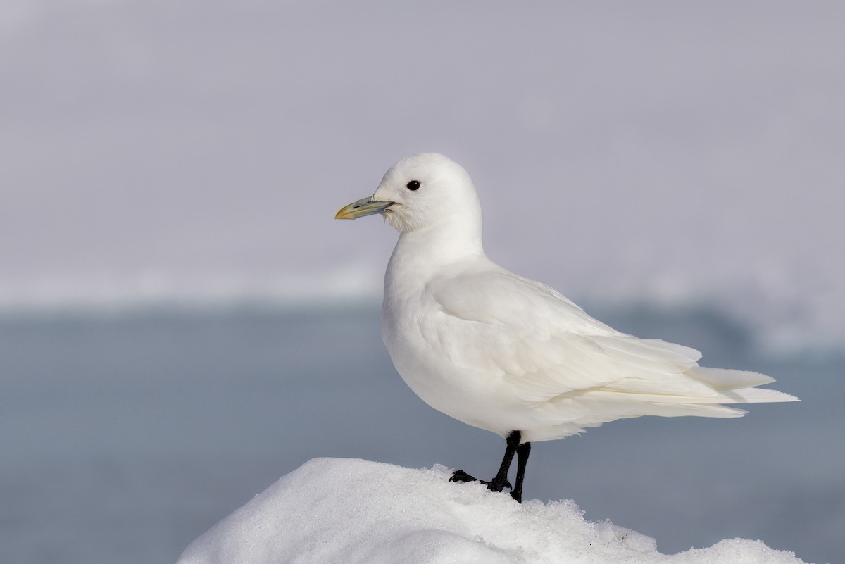 Ivory Gull - Pagophila eburnea - Media Search - Macaulay Library and eBird