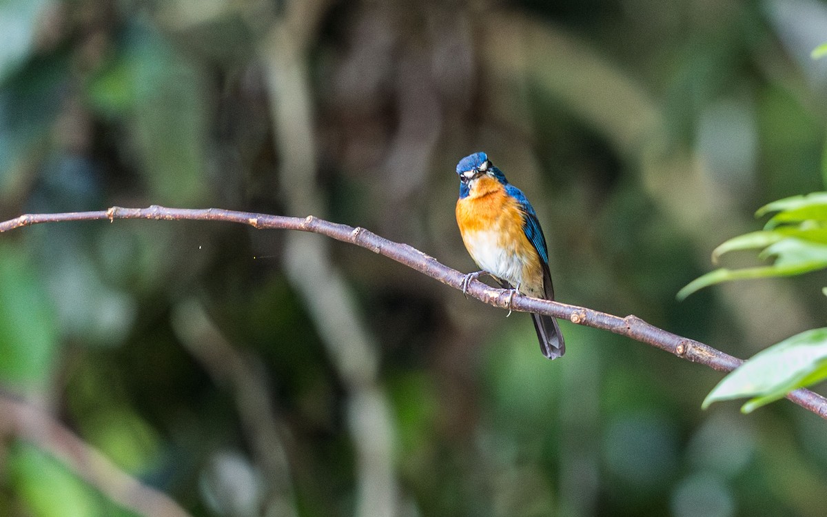 Mangrove Blue Flycatcher - ML637933531