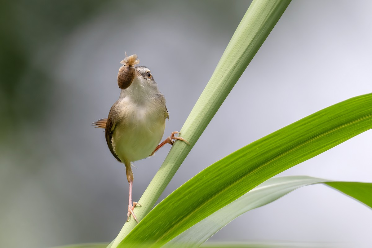 Rufescent Prinia - ML637933548