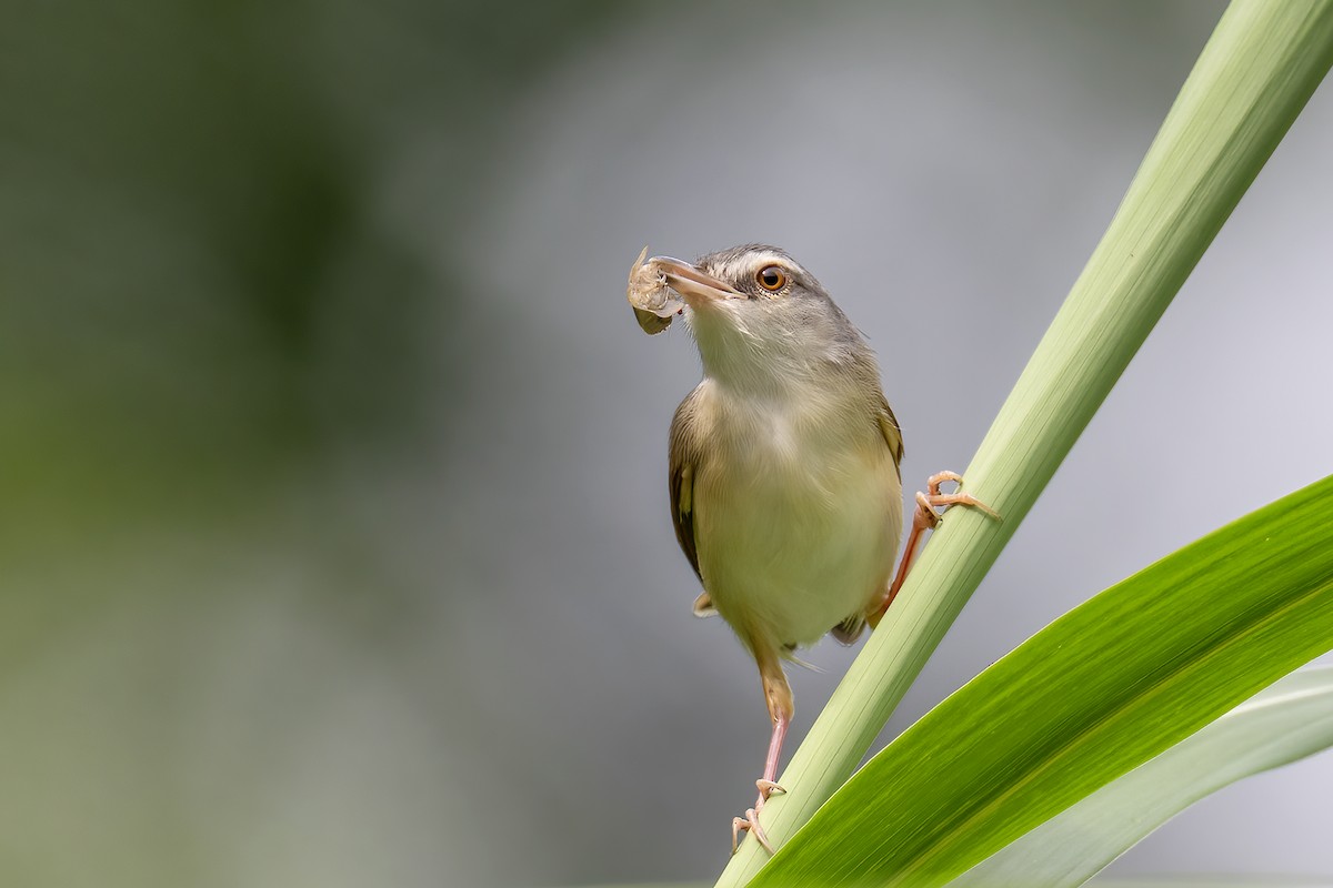 Rufescent Prinia - ML637933550