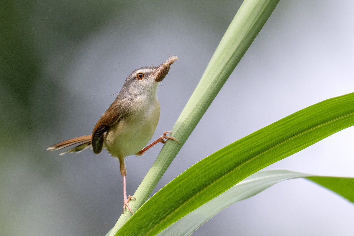 Rufescent Prinia - ML637933551