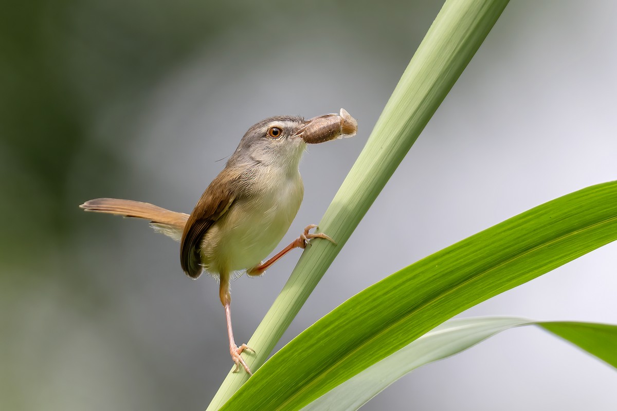 Rufescent Prinia - ML637933553