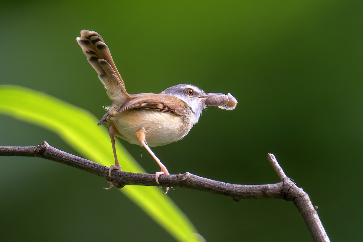 Rufescent Prinia - ML637933554