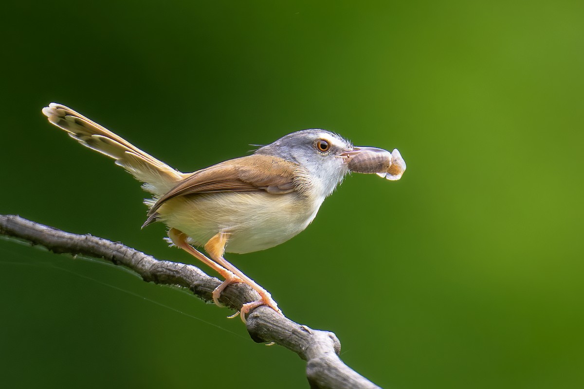 Rufescent Prinia - ML637933555