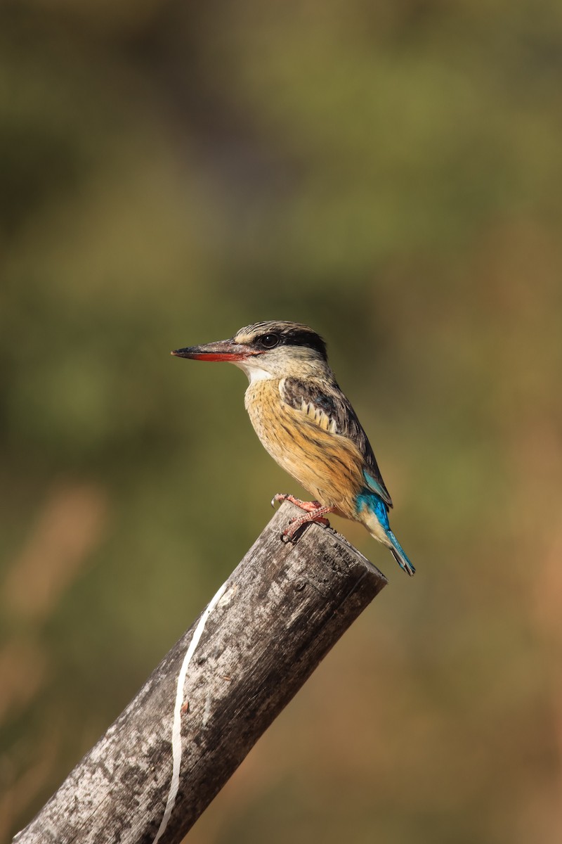 Striped Kingfisher - ML637933665