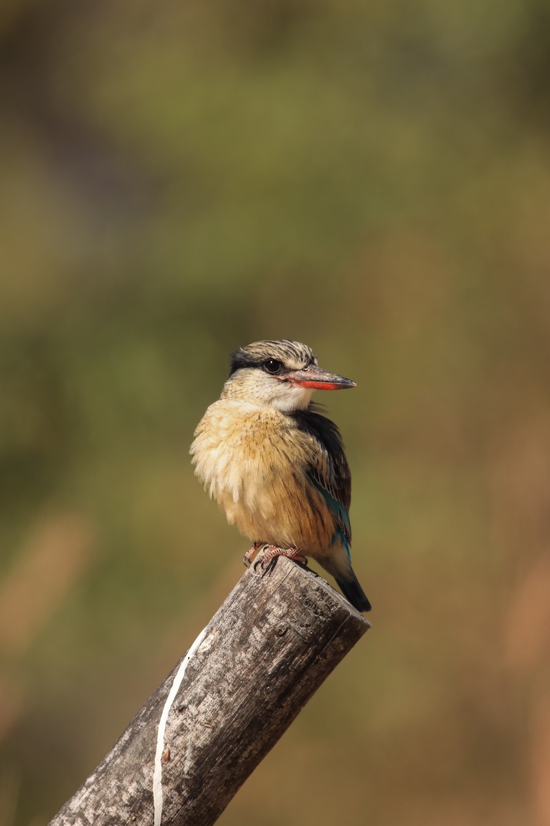 Striped Kingfisher - ML637933666