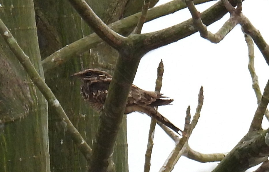 Ladder-tailed Nightjar - ML637933670