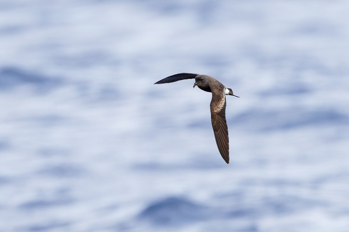 Band-rumped Storm-Petrel (Madeiran) - ML637933682