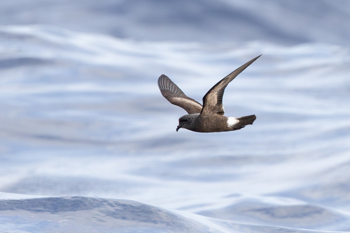 Band-rumped Storm-Petrel (Madeiran) - ML637933683