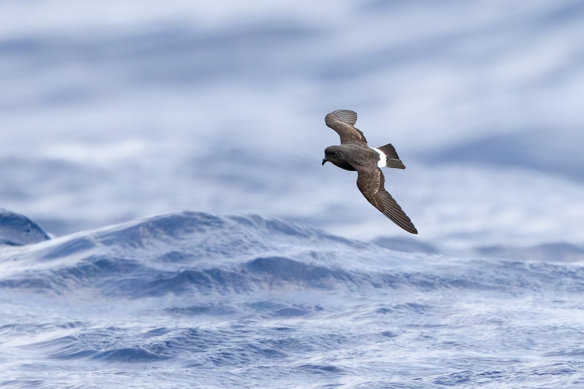 Band-rumped Storm-Petrel (Madeiran) - ML637933684
