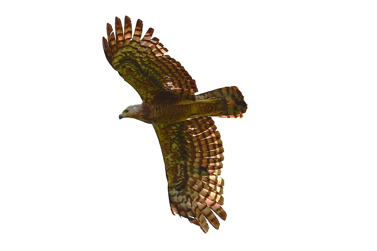 African Harrier-Hawk - ML637933694
