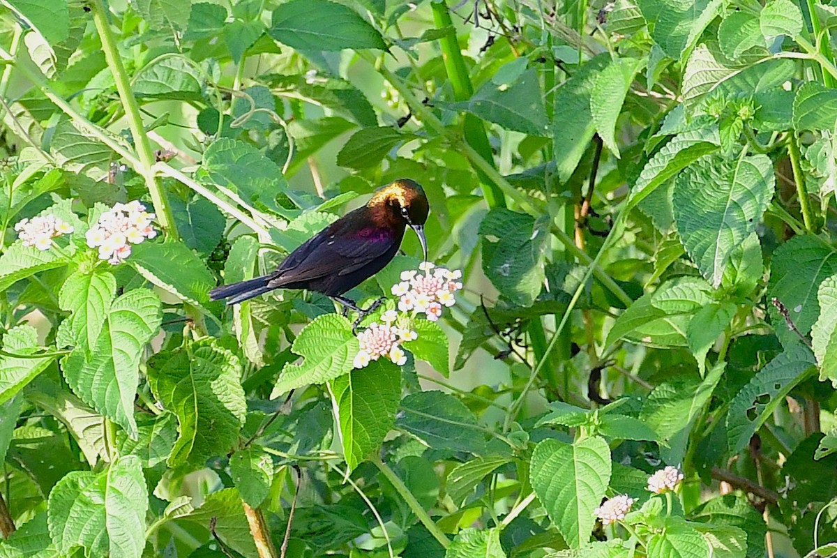 Copper Sunbird - ML637933701