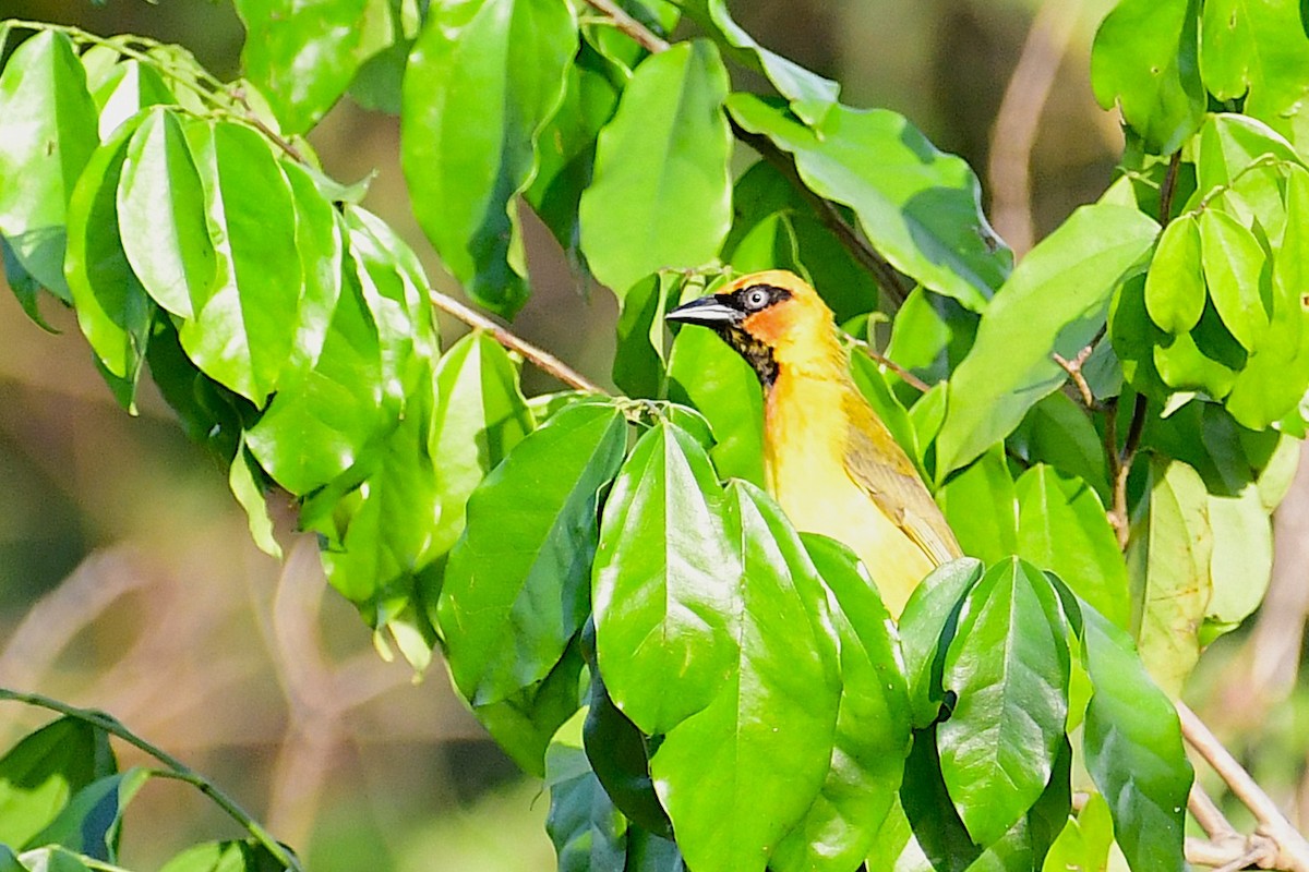 Olive-naped Weaver - ML637933708