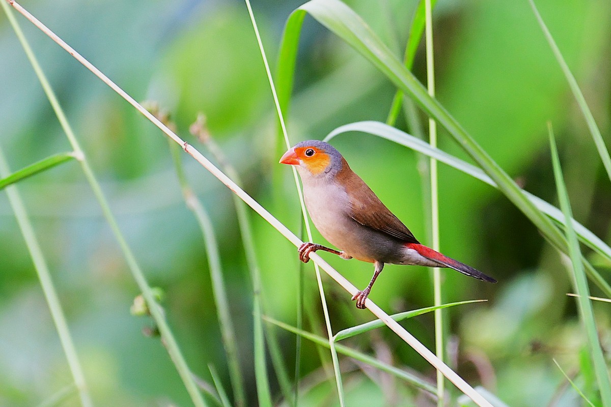 Orange-cheeked Waxbill - ML637933717
