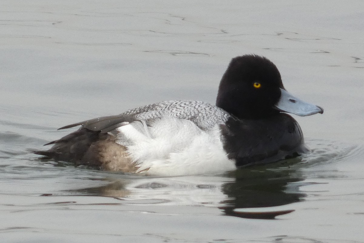 Lesser Scaup - ML637933741