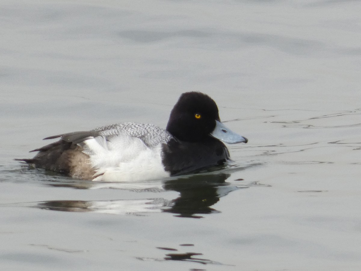 Lesser Scaup - ML637933747