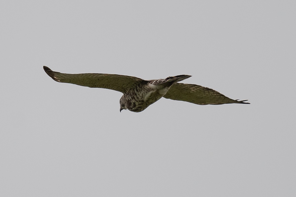 Broad-winged Hawk - ML637933757