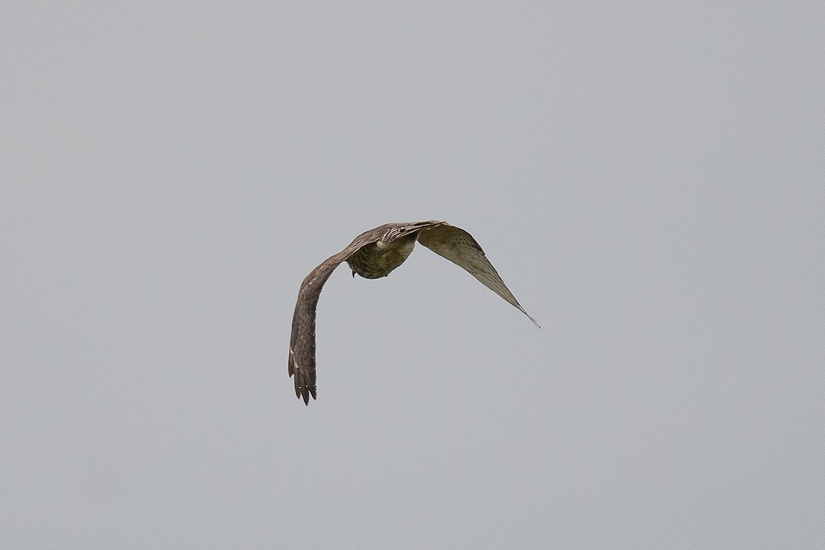 Broad-winged Hawk - ML637933758