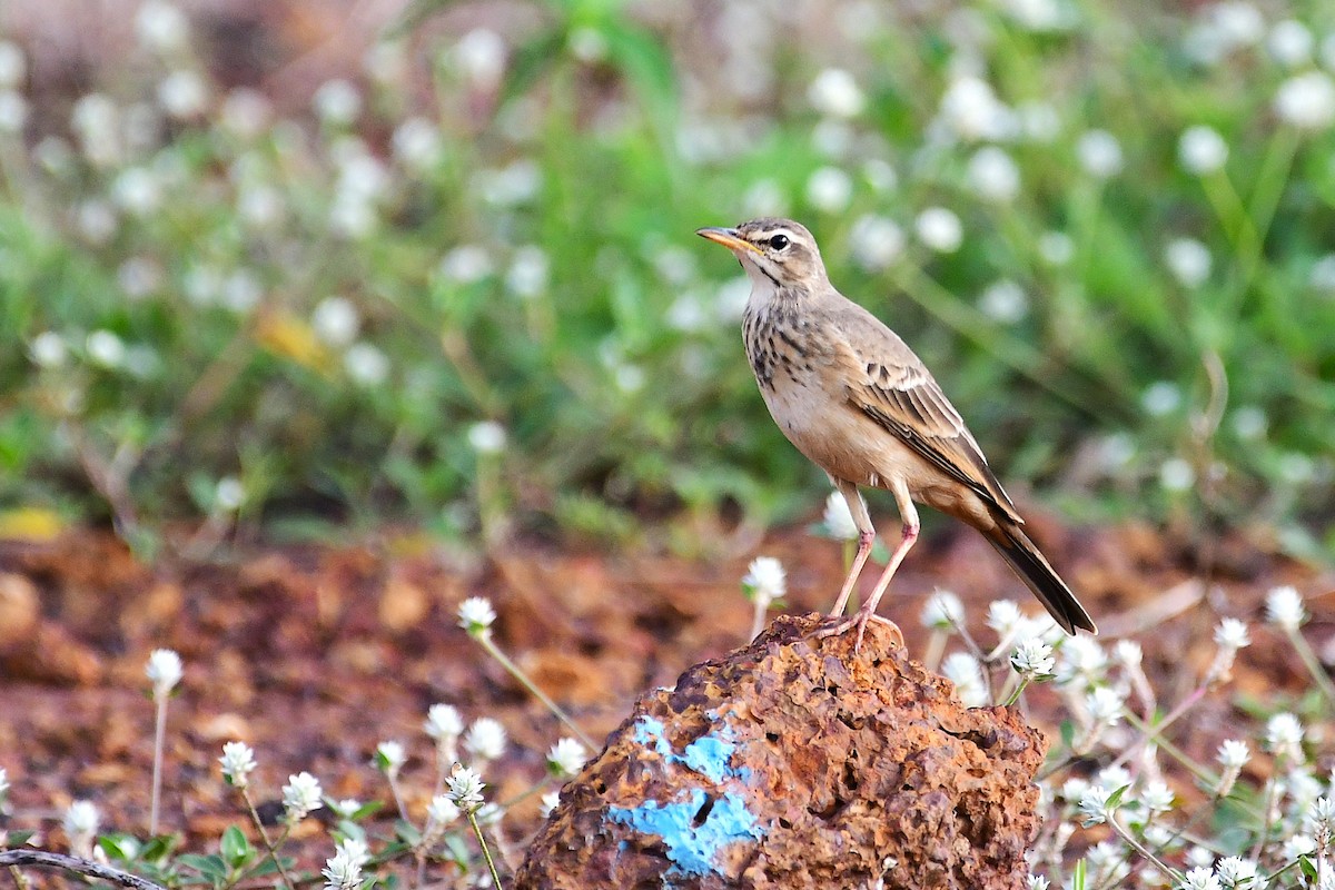 Plain-backed Pipit - ML637933762