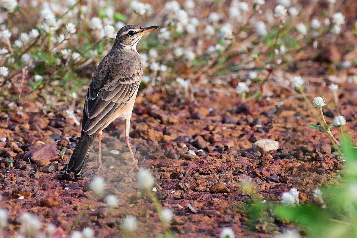Plain-backed Pipit - ML637933763