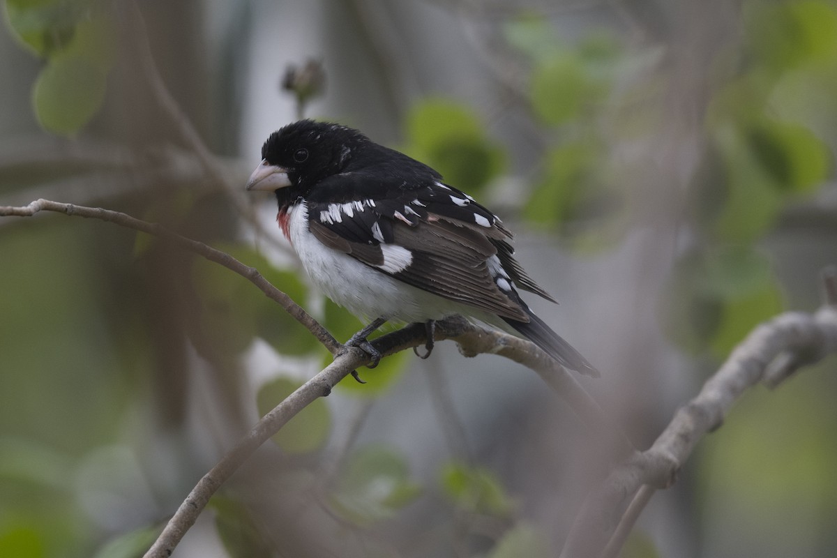 Rose-breasted Grosbeak - ML637933863