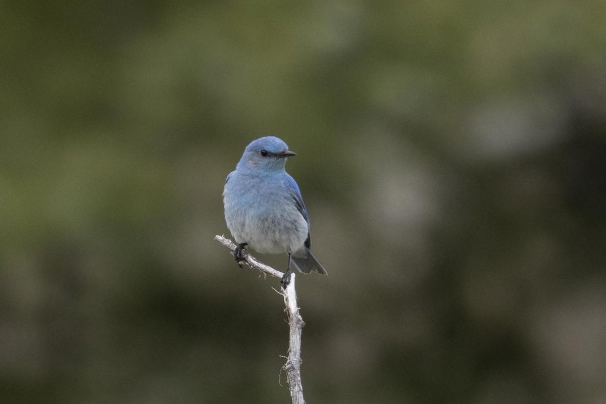Mountain Bluebird - ML637933905