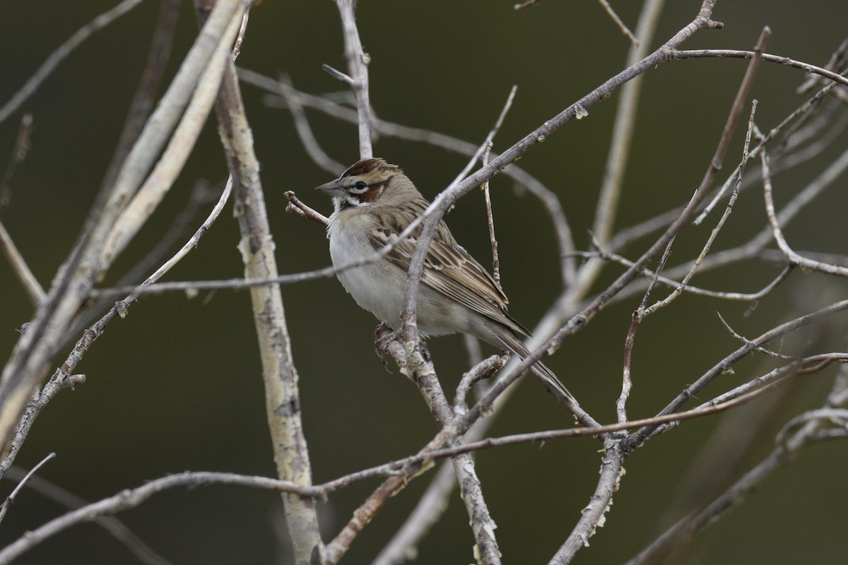 Lark Sparrow - ML637933906