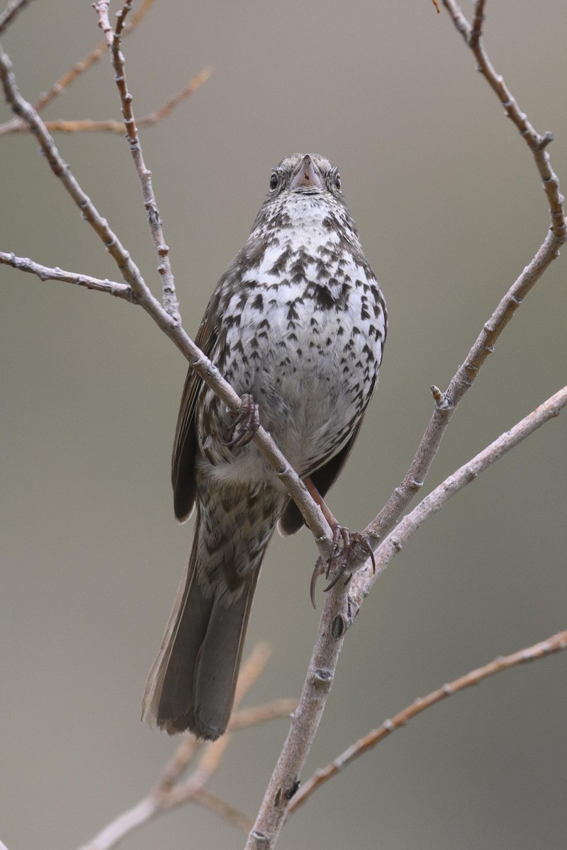 Fox Sparrow (Slate-colored) - ML637933908