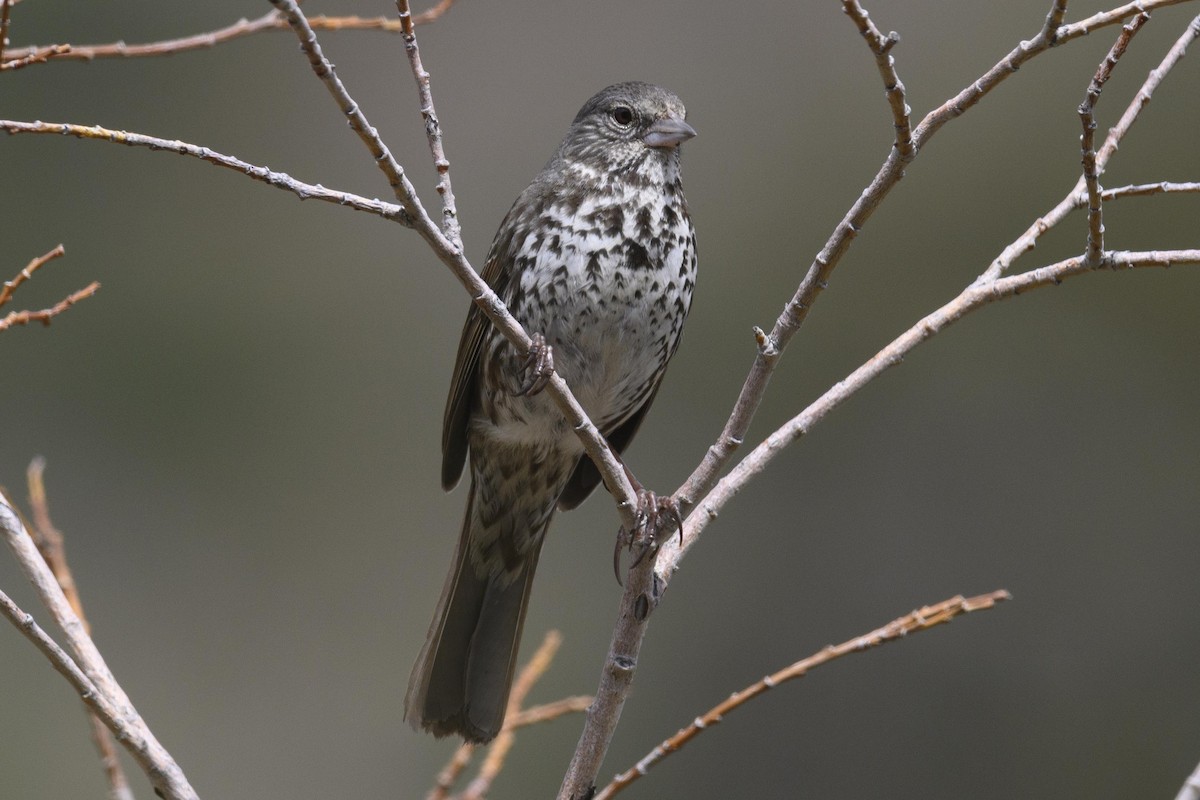 Fox Sparrow (Slate-colored) - ML637933909
