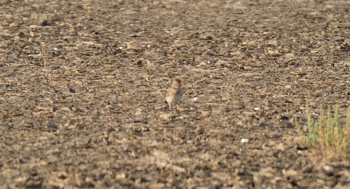 Mediterranean Short-toed Lark - ML637933911