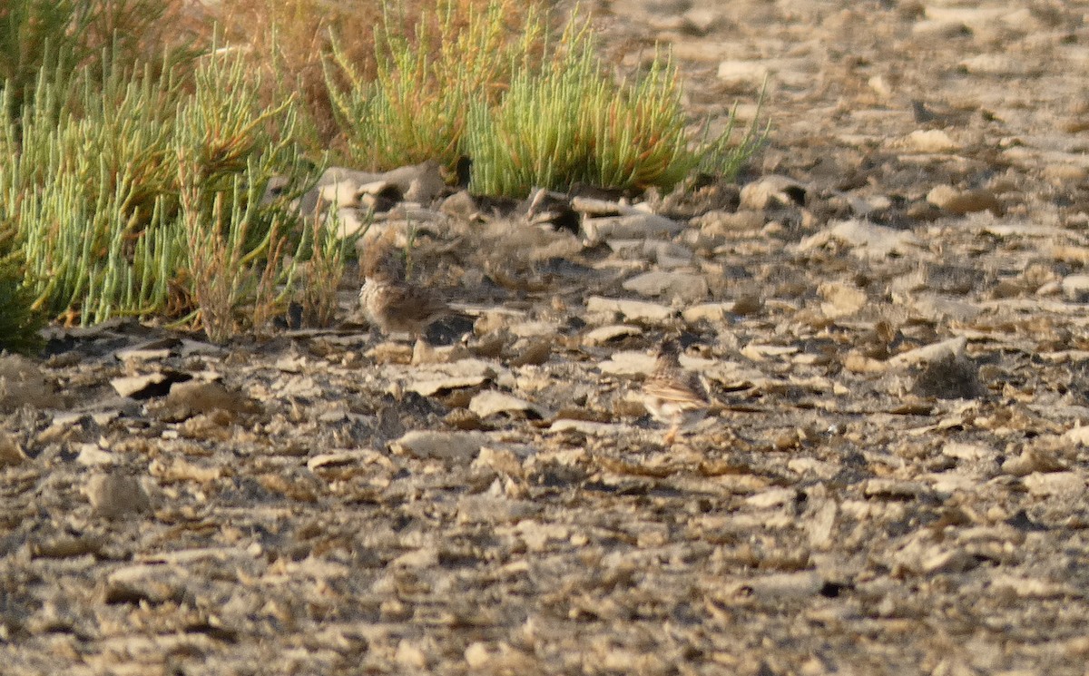 Mediterranean Short-toed Lark - ML637933912
