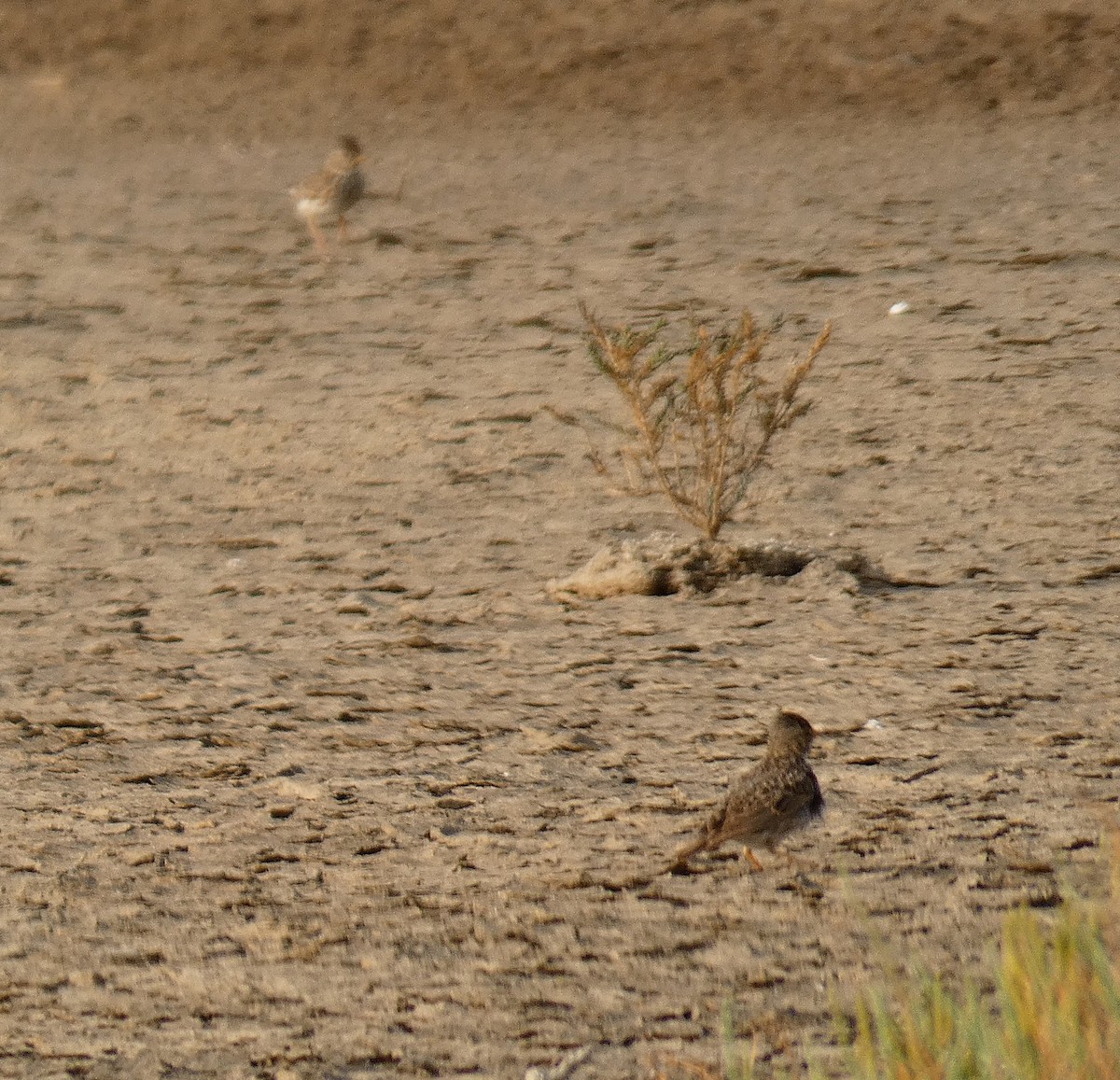 Mediterranean Short-toed Lark - ML637933913