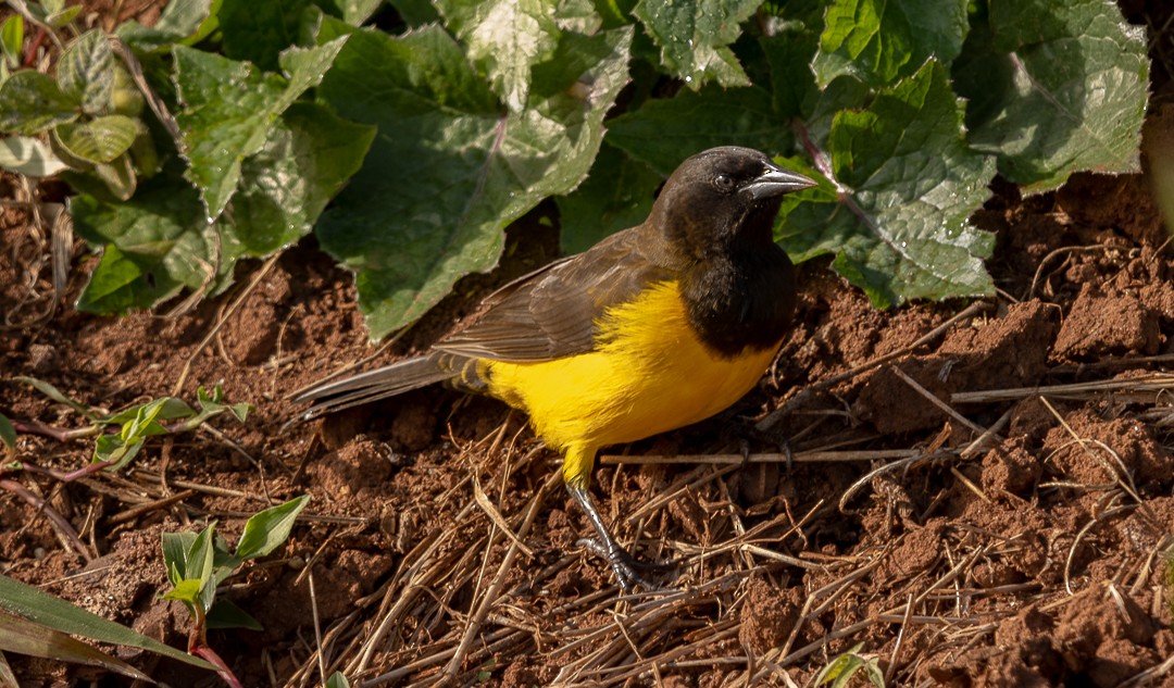 Yellow-rumped Marshbird - ML637933916