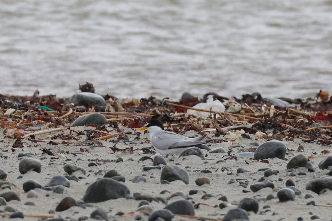 Little Tern - ML637933919