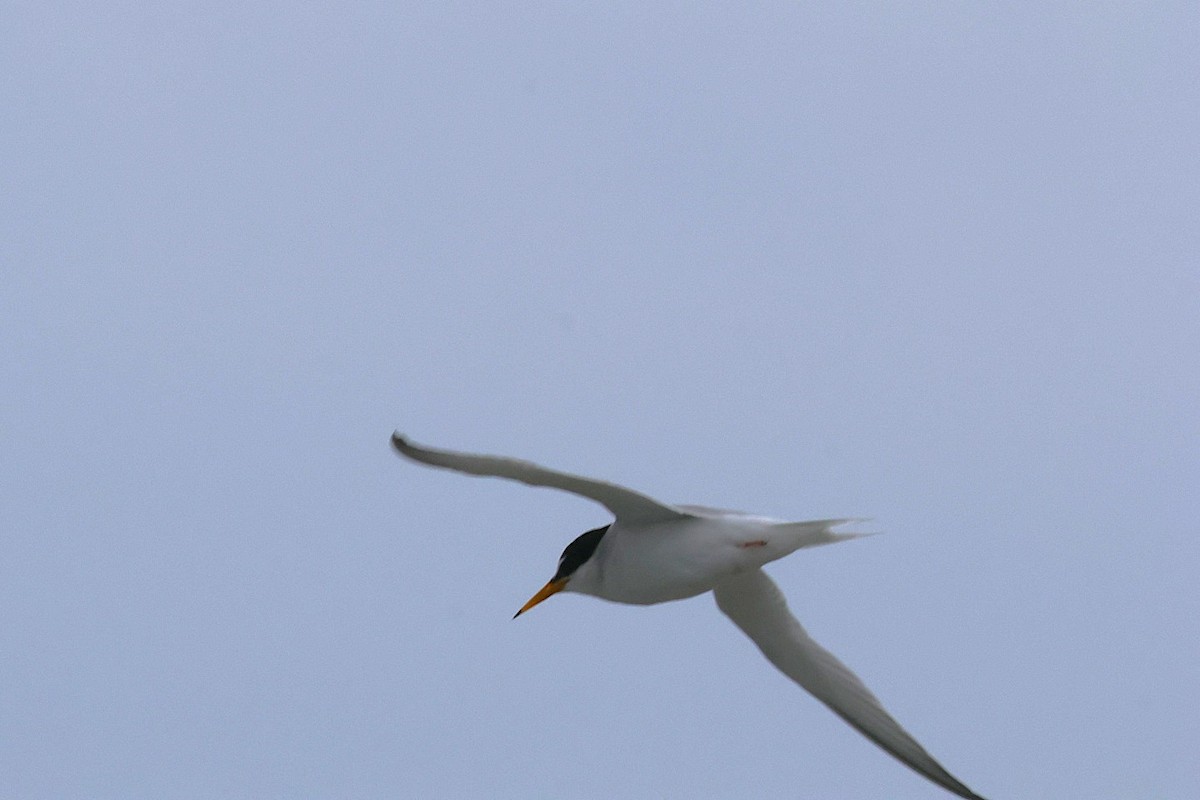 Little Tern - ML637933920