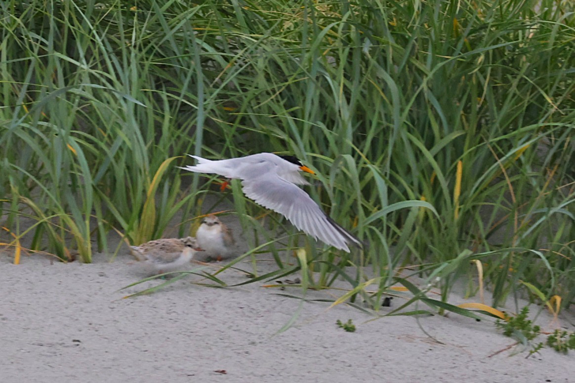 Little Tern - ML637933921