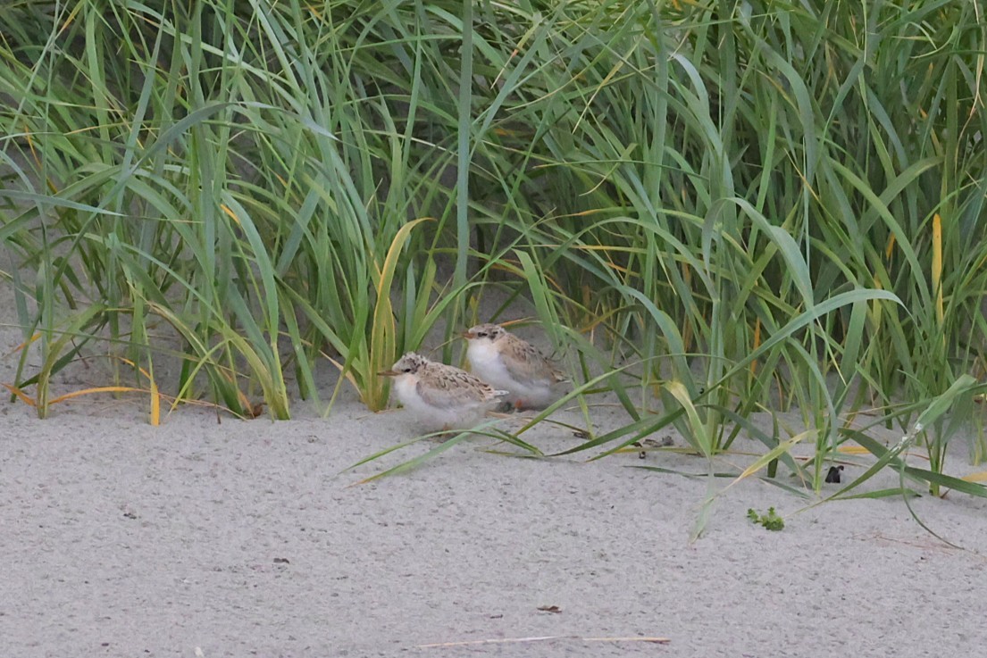 Little Tern - ML637933922
