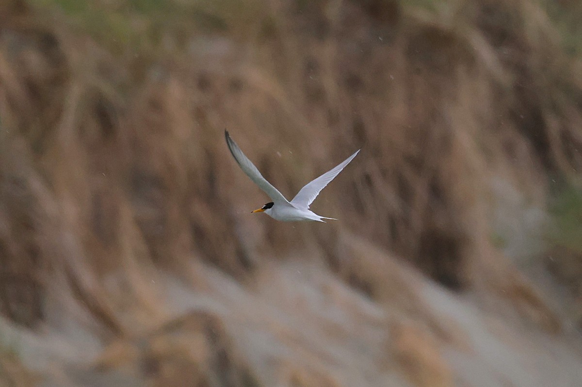 Little Tern - ML637933923