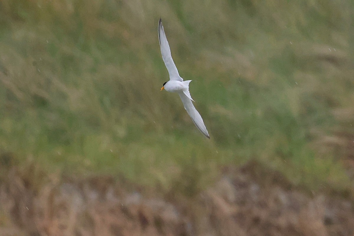 Little Tern - ML637933925
