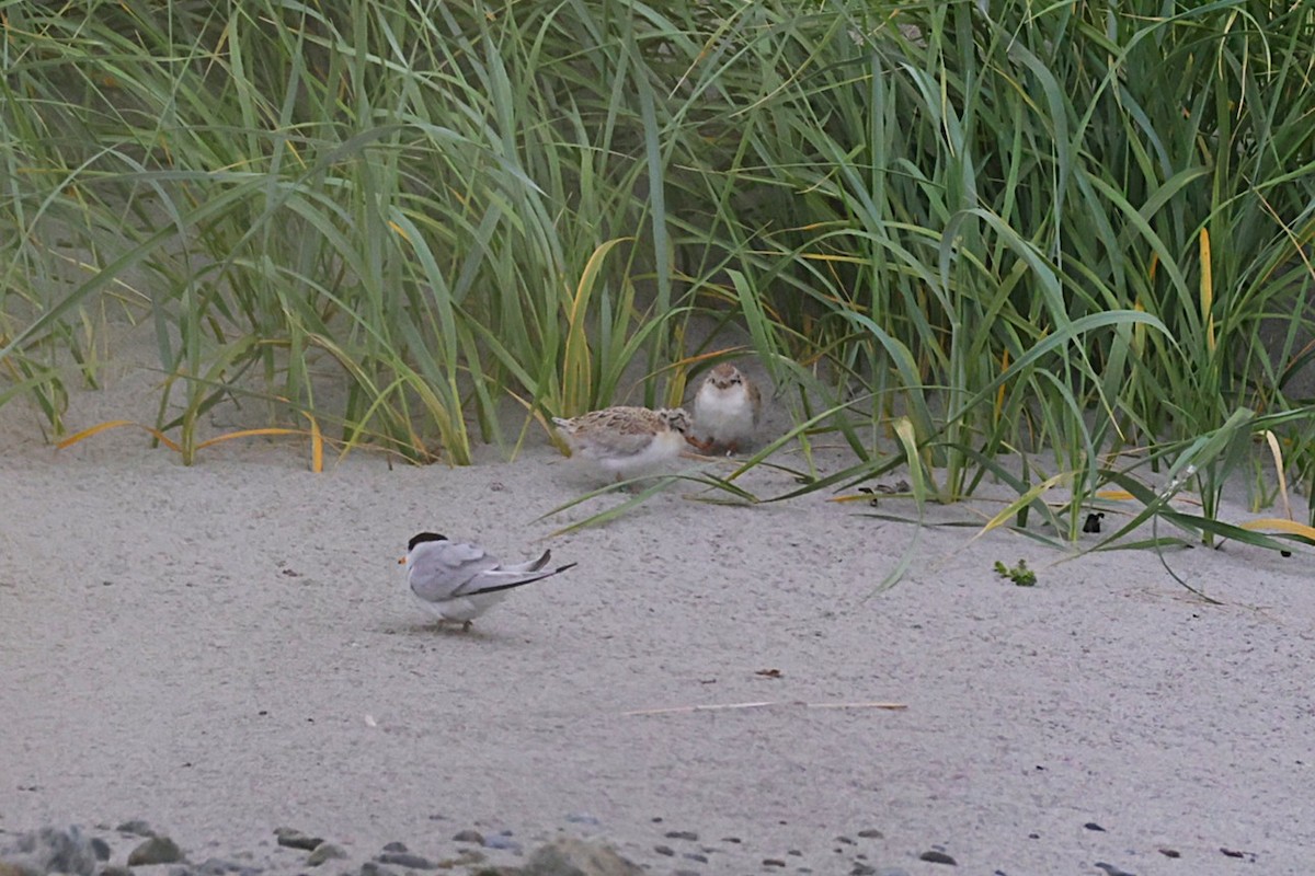 Little Tern - ML637933926