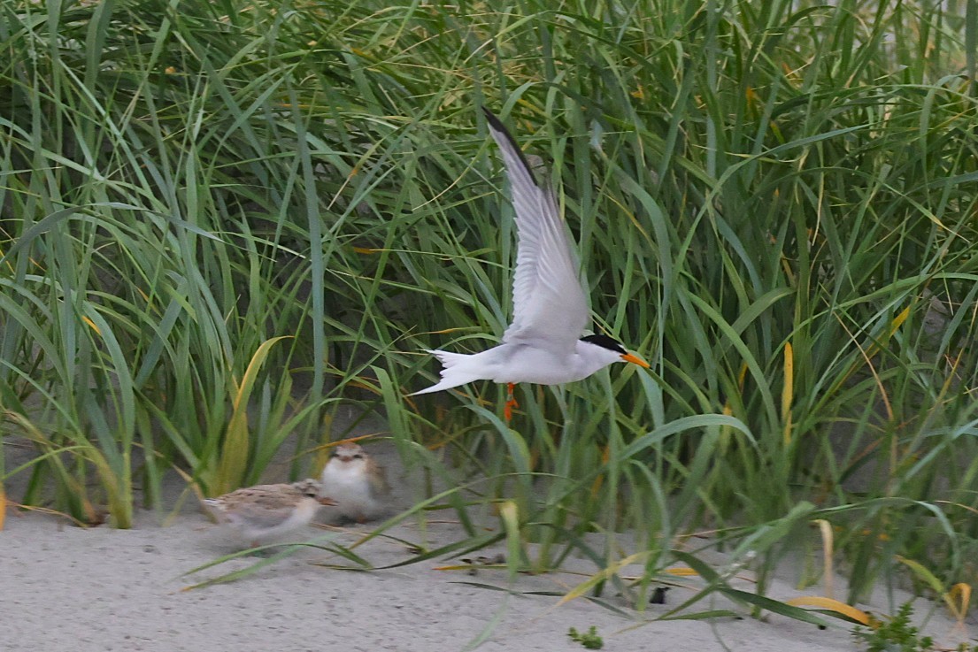 Little Tern - ML637933927