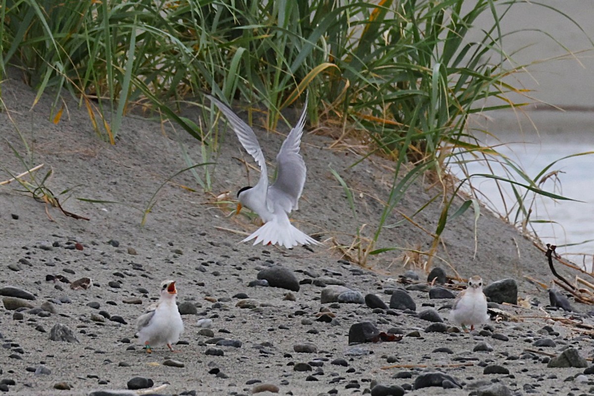 Little Tern - ML637933928
