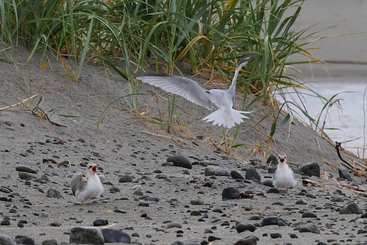 Little Tern - ML637933929