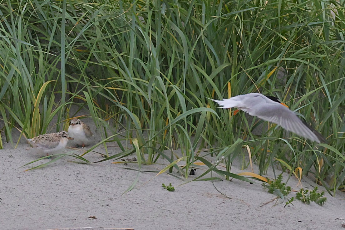 Little Tern - ML637933930